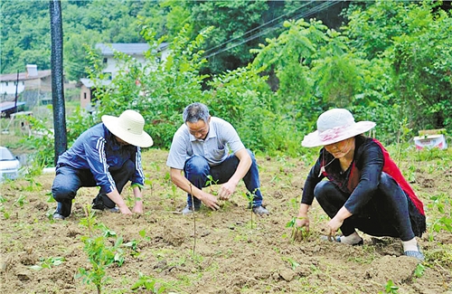 記者蹲點(diǎn)筆記⑦——來(lái)自陜西省安康市石泉縣池河鎮(zhèn)五愛(ài)村的報(bào)告