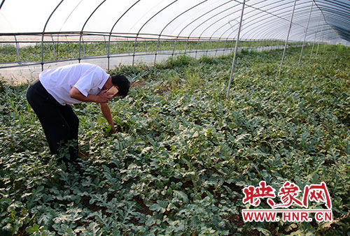 扶貧三記（中）：千萬富翁回村創(chuàng)業(yè) 蹬三輪送西瓜