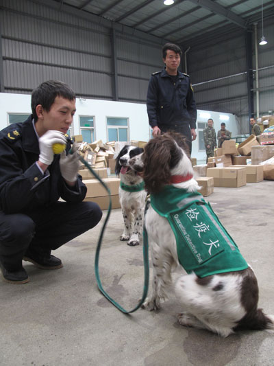 國門新衛(wèi)士檢疫犬“九九”“花豹”上崗查驗國際郵件和快件