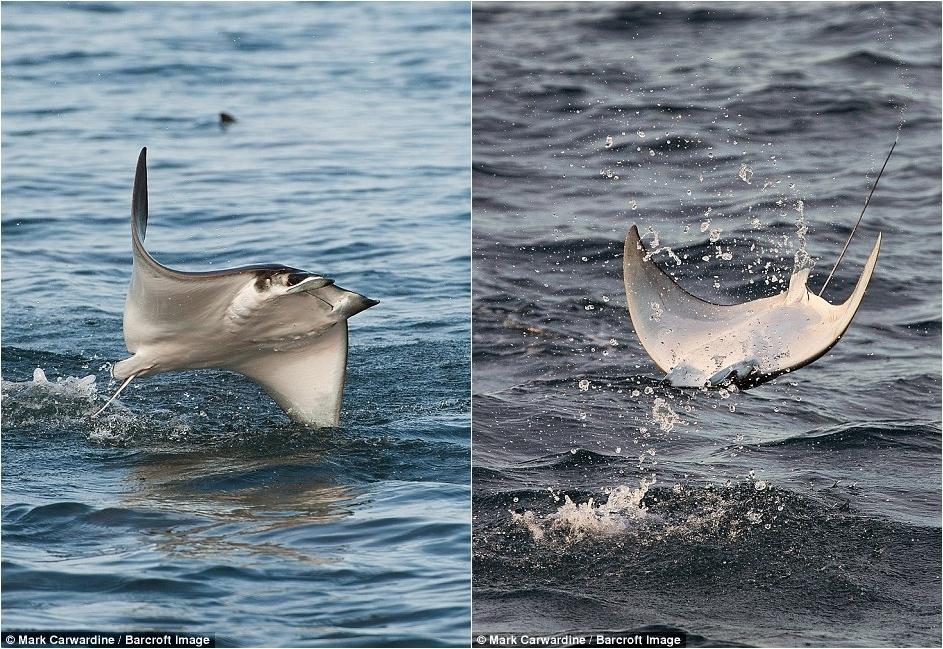 數(shù)千條魔鬼魚飛出海面秀“飛行特技”