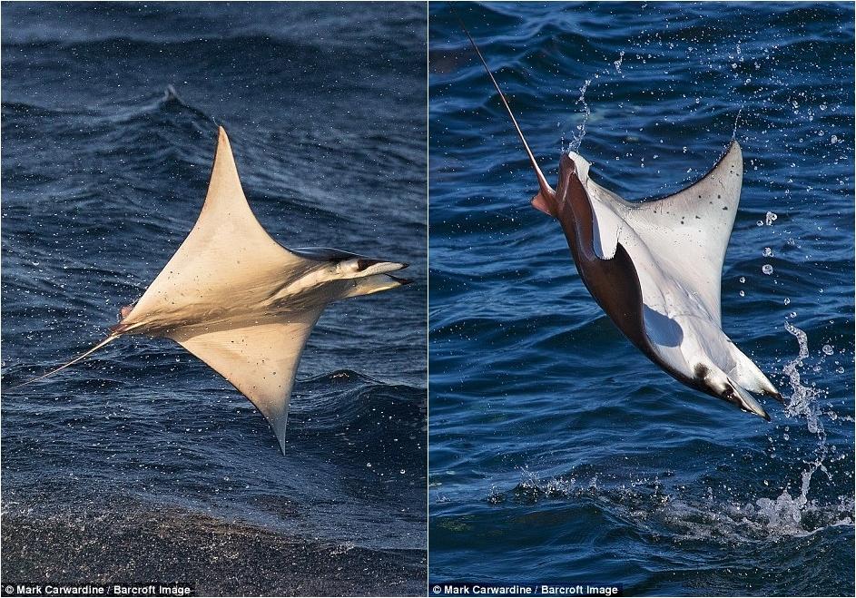 數(shù)千條魔鬼魚飛出海面秀“飛行特技”