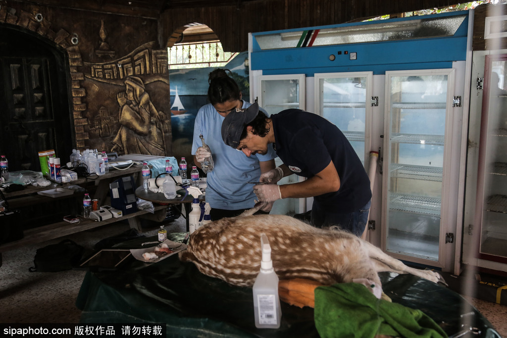 全球最慘動物園永久關(guān)閉