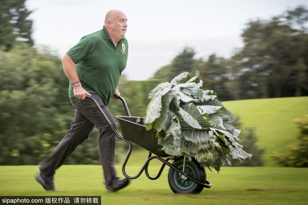 英國(guó)舉行“巨型蔬菜競(jìng)賽” 南瓜綠菜中“巨無(wú)霸”亮相驚呆路人