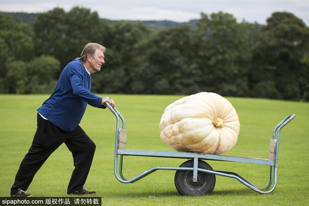 英國舉行“巨型蔬菜競(jìng)賽” 南瓜綠菜中“巨無霸”亮相驚呆路人