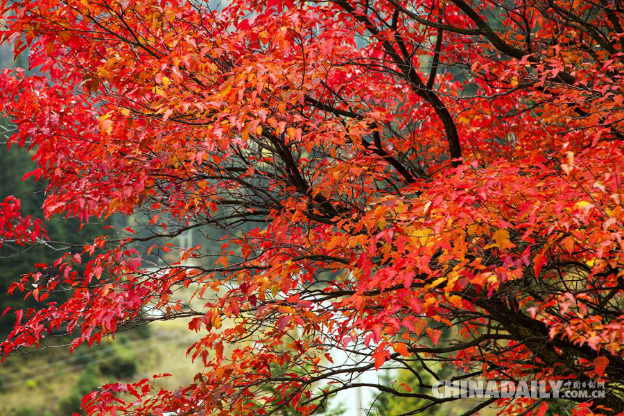 山西寧武蘆芽山景區(qū)黃金周迎大雪 系今年首場(chǎng)