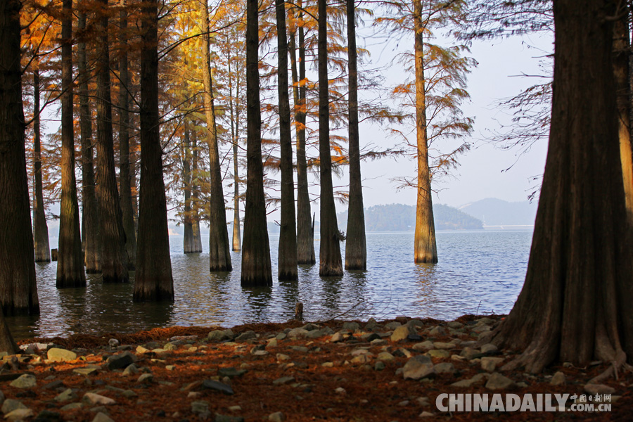 冬季到四明湖來賞紅杉