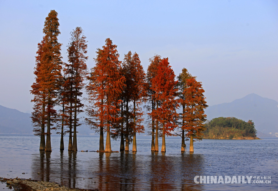 冬季到四明湖來賞紅杉