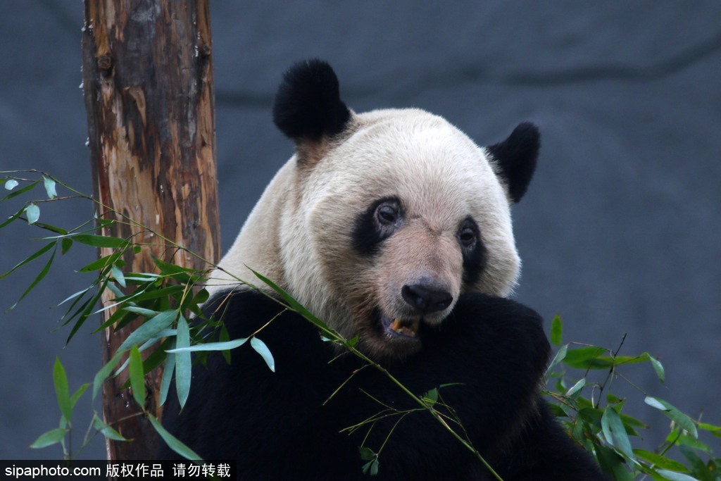 江蘇動物園國寶大熊貓首次對外開放 吸引數(shù)萬游客圍觀