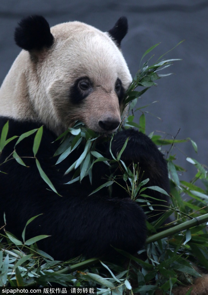 江蘇動物園國寶大熊貓首次對外開放 吸引數(shù)萬游客圍觀