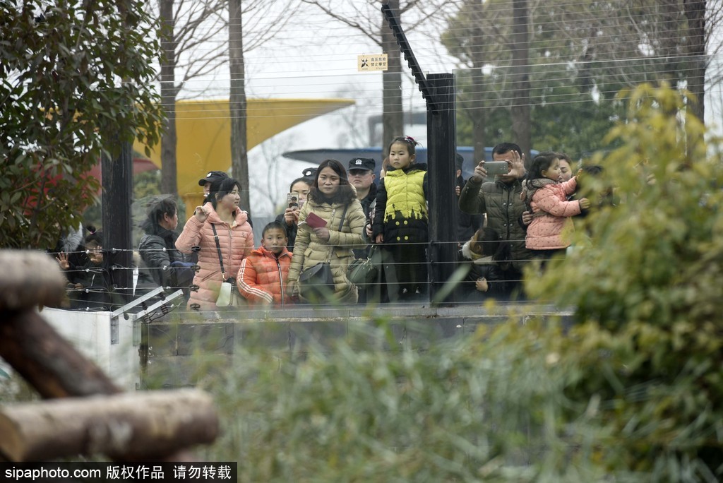 江蘇動物園國寶大熊貓首次對外開放 吸引數(shù)萬游客圍觀