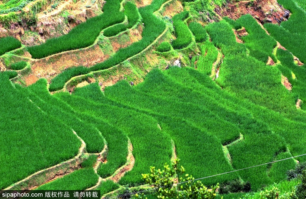 春回大地草木萌動(dòng) 盤點(diǎn)那些農(nóng)田光景返樸歸真