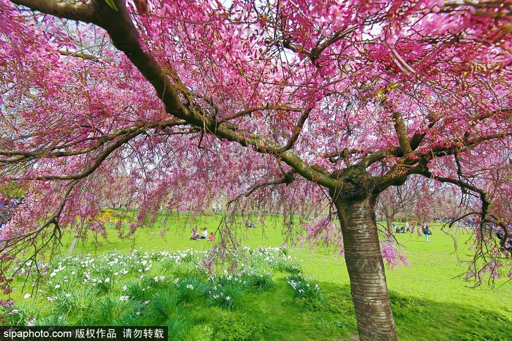 日本櫻花季即將到來 盤點(diǎn)國內(nèi)外賞櫻勝地超浪漫