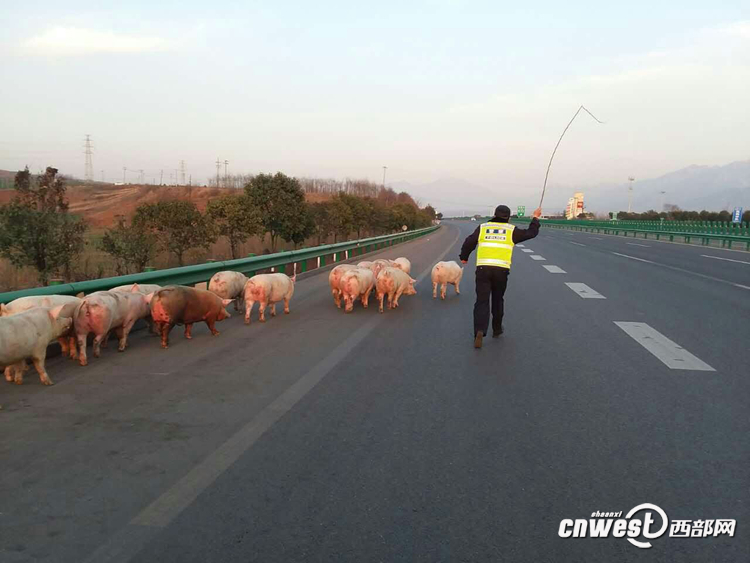 貨車側(cè)翻生豬高速上撒歡 西安交警揮鞭子趕豬回圈（組圖）