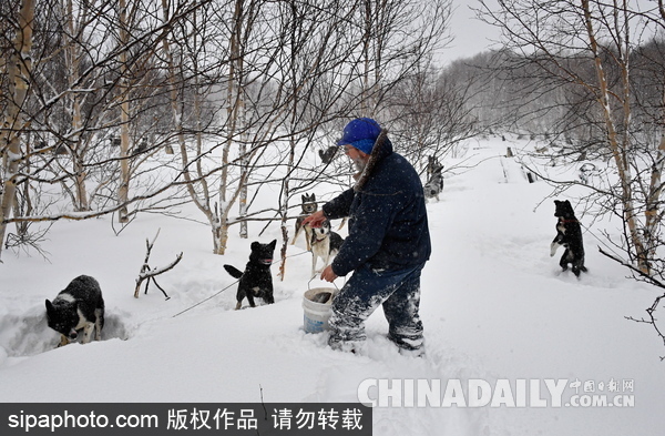 走進(jìn)西伯利亞狗狗收容所 看雪橇犬們的生活（組圖）