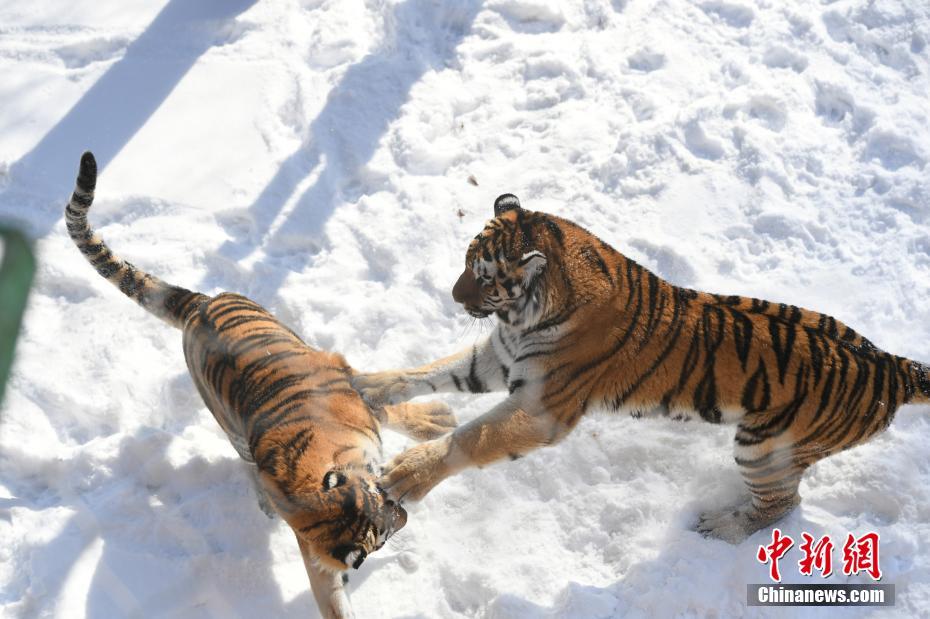 長春多輪降雪后 動物們開啟狂歡模式