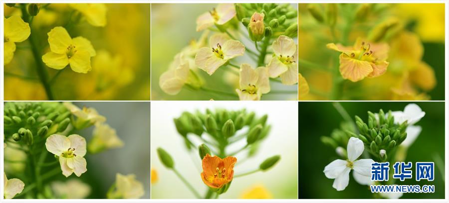 江西彩色油菜花開(kāi)