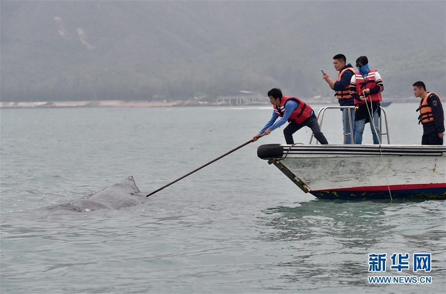 抹香鯨被漁網纏3小時 獲救后不肯離去