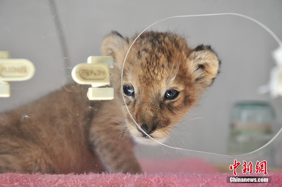 云南野生動物園新添小獅子 呆萌可愛