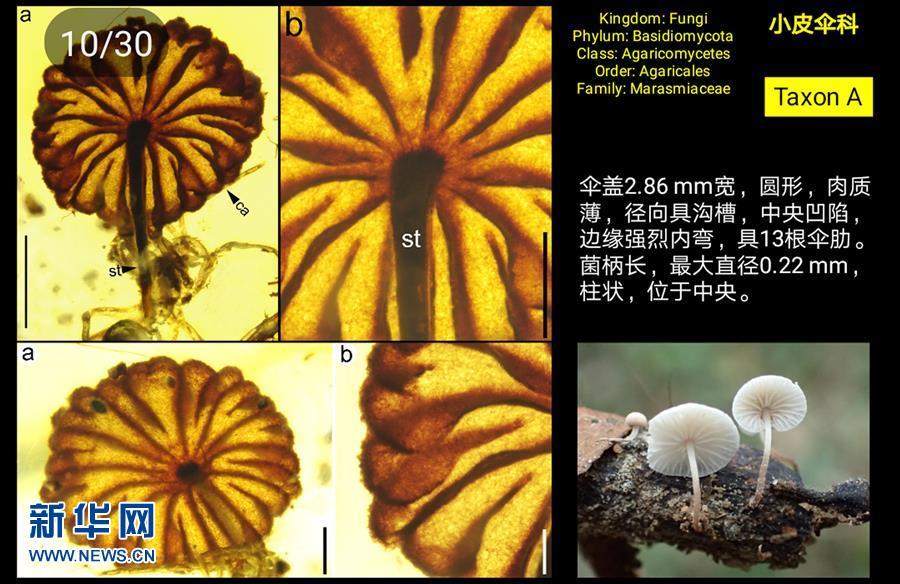 科學(xué)家發(fā)現(xiàn)迄今最古老的完整蘑菇化石