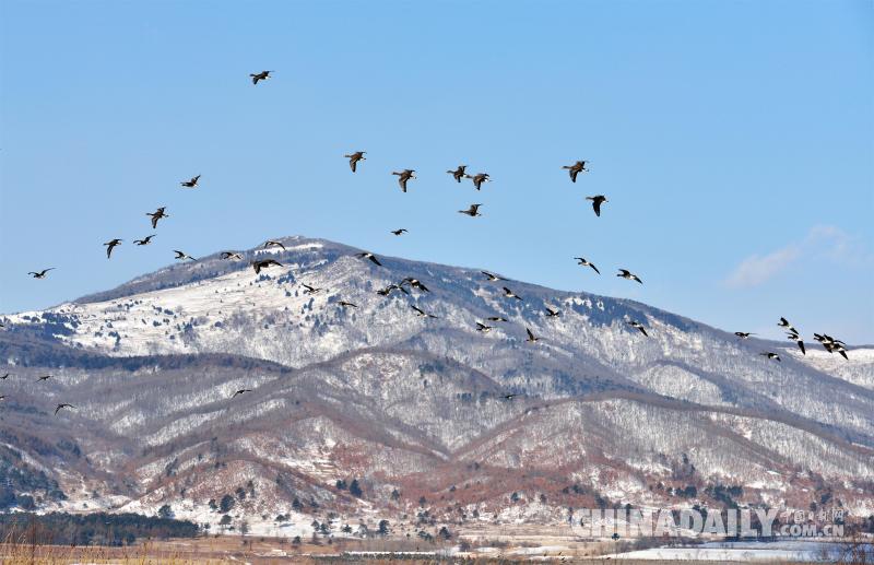 中俄兩國居民攜手賞雁護鳥