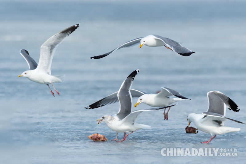 中俄兩國(guó)居民攜手賞雁護(hù)鳥(niǎo)