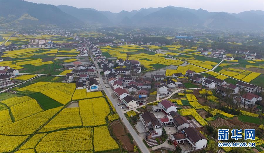 陜西漢中：風過田野菜花黃