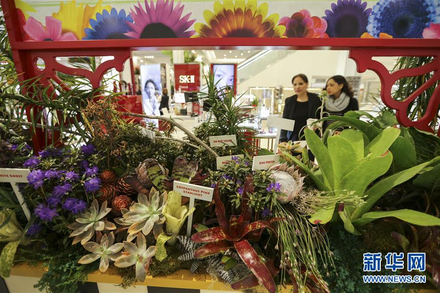 紐約梅西花展：花卉“嘉年華”（組圖）