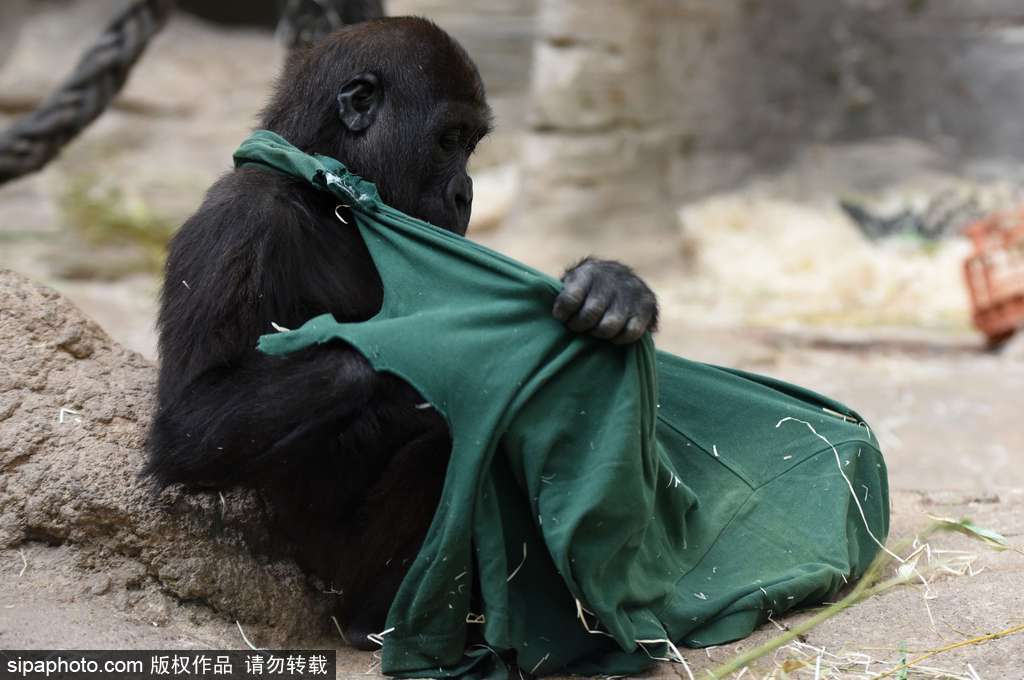 西班牙九個(gè)月小猩猩動(dòng)物園玩耍嬉戲 憨態(tài)可掬“人模人樣”