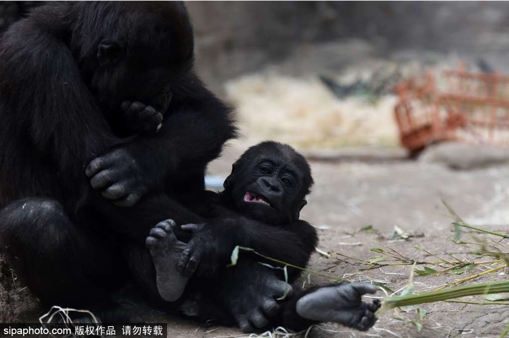 西班牙九個月小猩猩動物園玩耍嬉戲 憨態(tài)可掬“人模人樣”