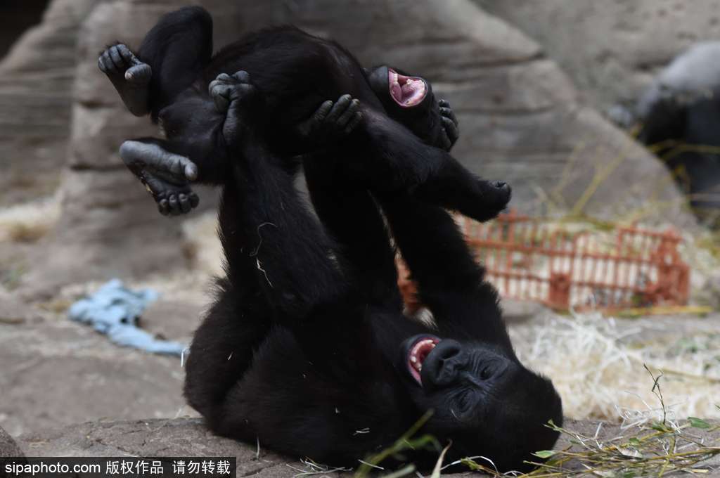 西班牙九個(gè)月小猩猩動(dòng)物園玩耍嬉戲 憨態(tài)可掬“人模人樣”