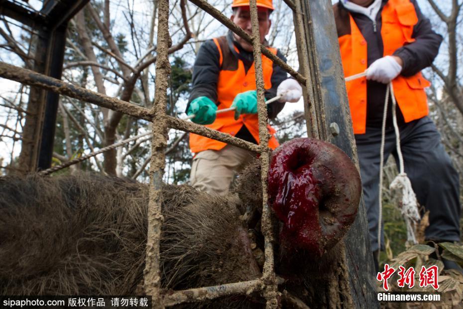 日本解封核輻射重污染區(qū) 獵殺變異野豬