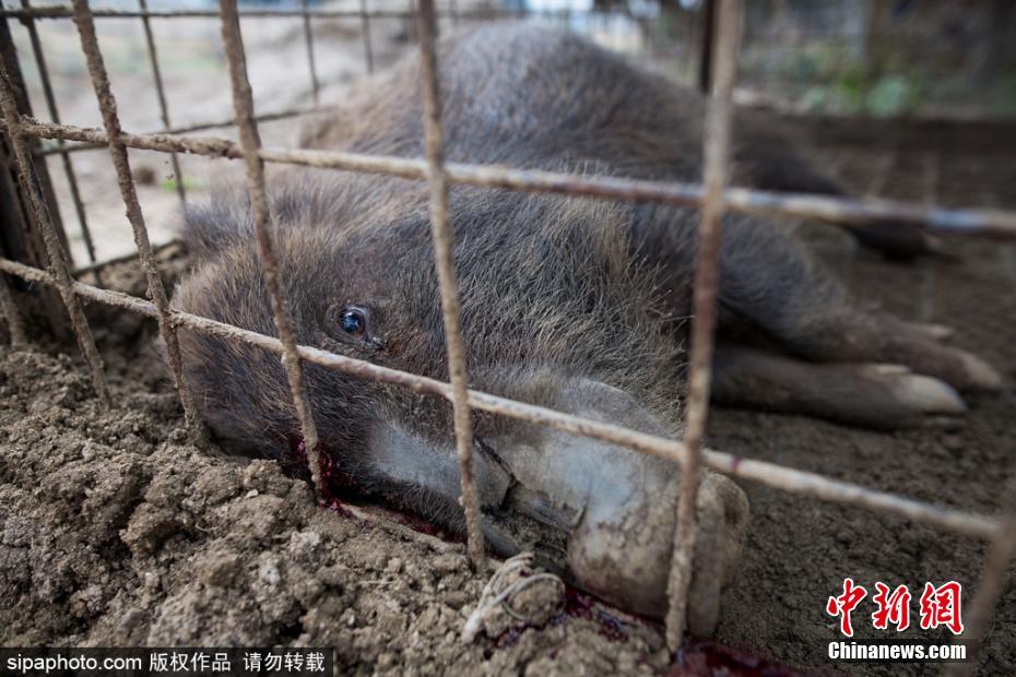 日本解封核輻射重污染區(qū) 獵殺變異野豬