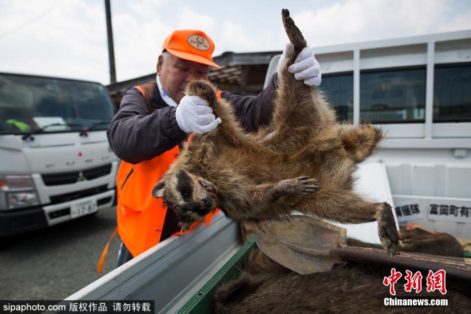 日本解封核輻射重污染區(qū) 獵殺變異野豬