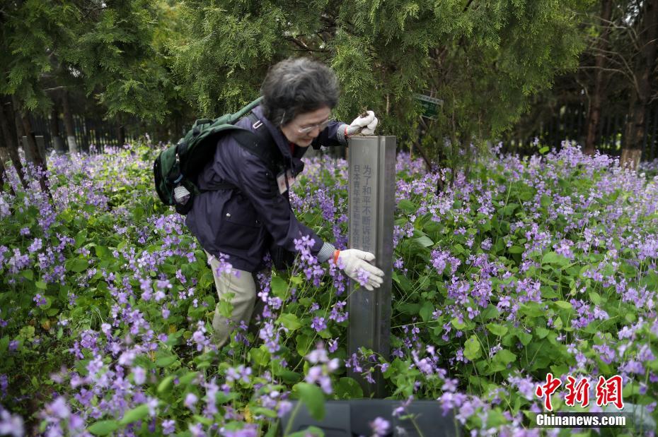 日本植樹訪華團(tuán)走進(jìn)南京種“和平”