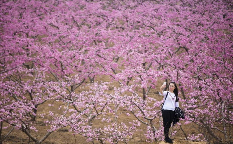 春意盎然 山西萬畝桃花惹人醉