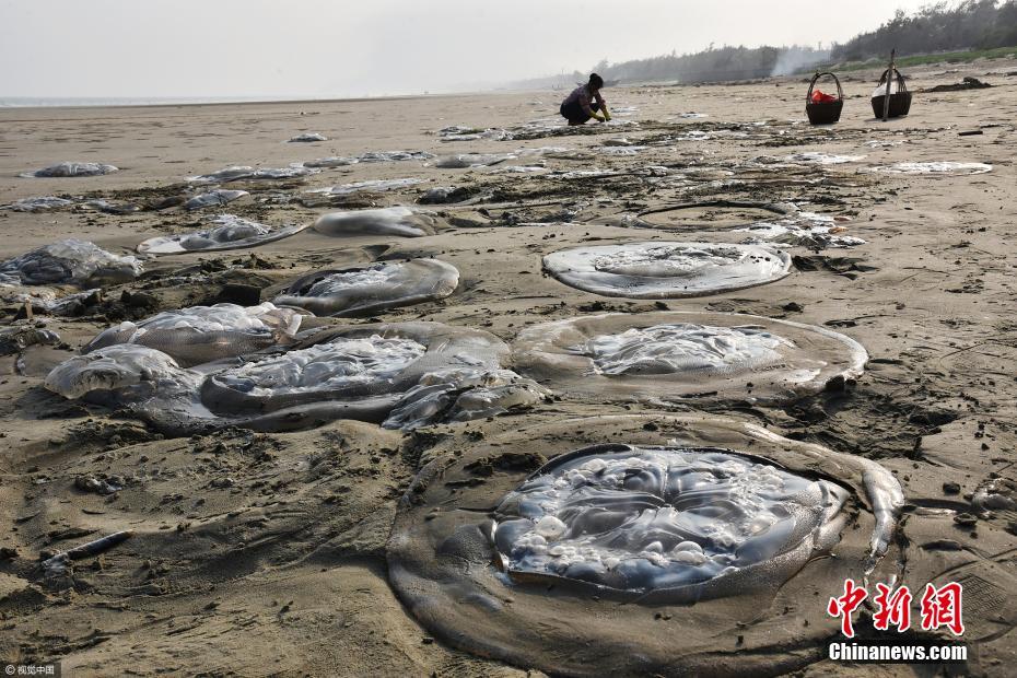 廣東：大量水母擱淺沙灘