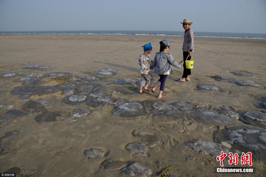 廣東：大量水母擱淺沙灘