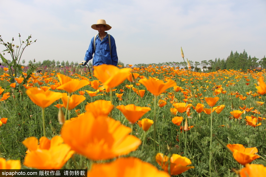 湖北孝感：鮮花盛開(kāi)五彩繽紛 春風(fēng)和煦游人醉