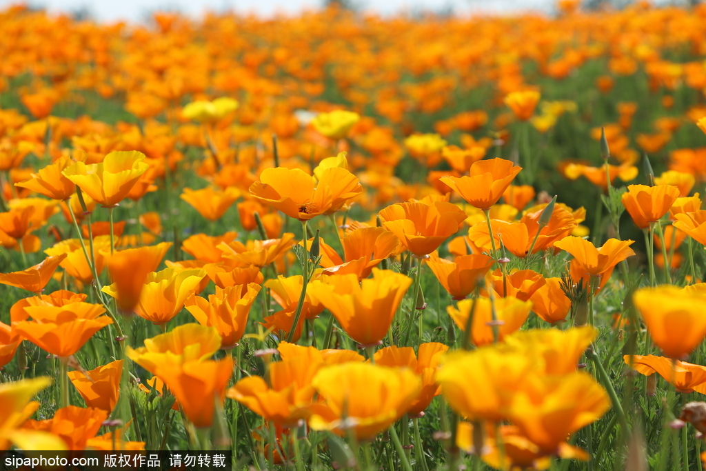 湖北孝感：鮮花盛開(kāi)五彩繽紛 春風(fēng)和煦游人醉