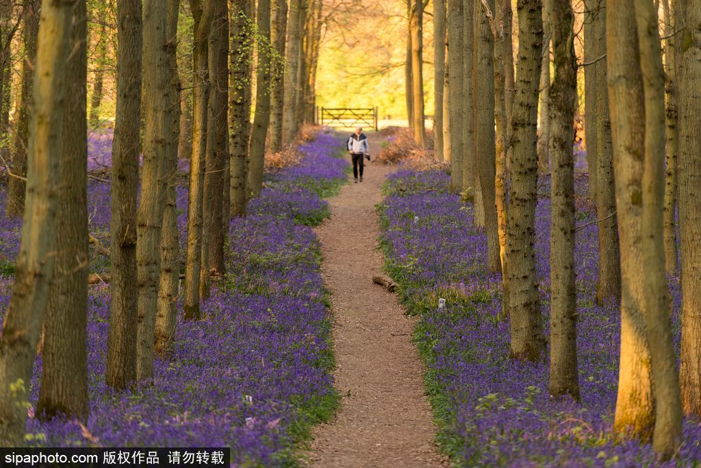 英國各地春光宜人 風(fēng)鈴草盛開如畫