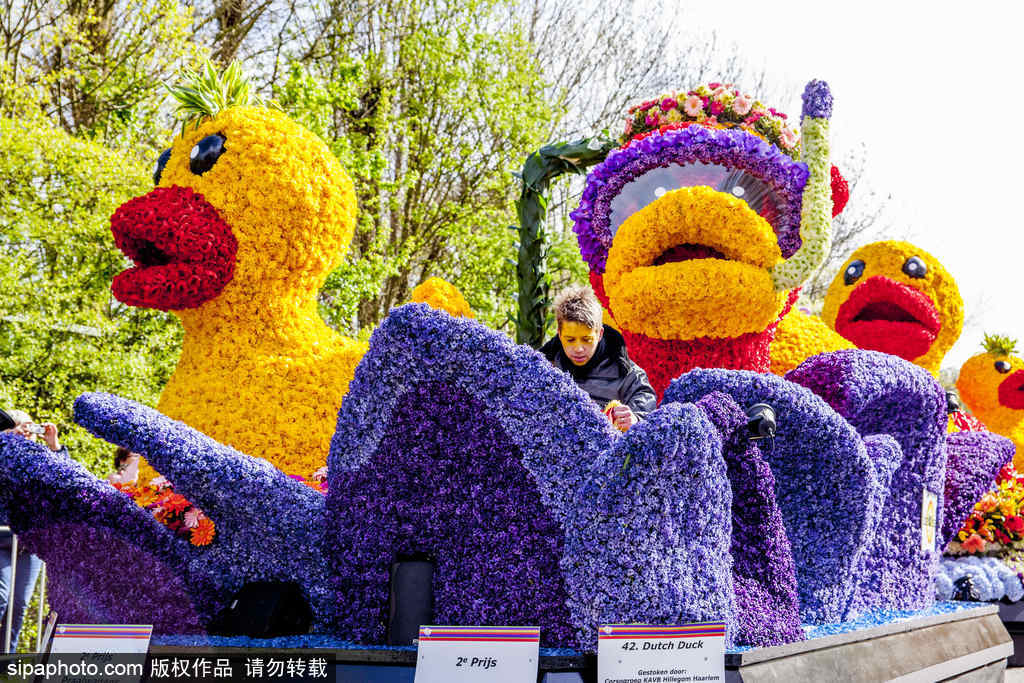 荷蘭小鎮(zhèn)利瑟迎來(lái)花車游行活動(dòng) 鮮艷亮麗十分奪目