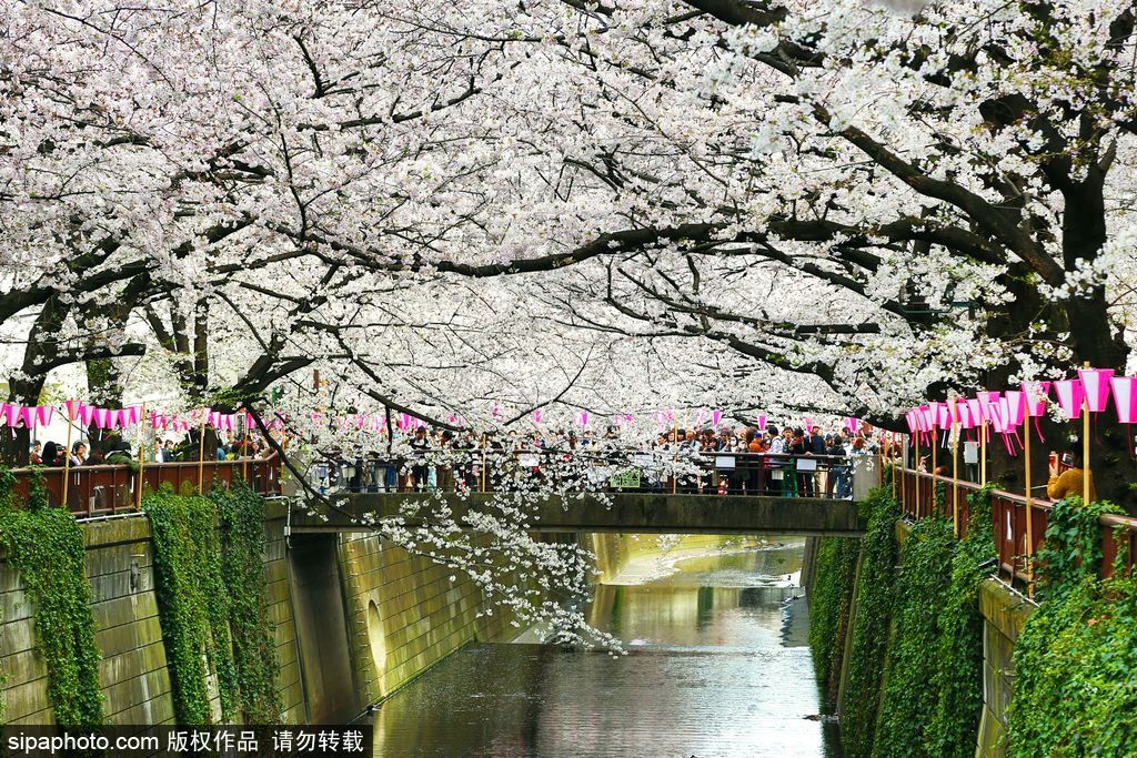 日本櫻花季之目黑河畔 絕美夢(mèng)幻陶醉春光