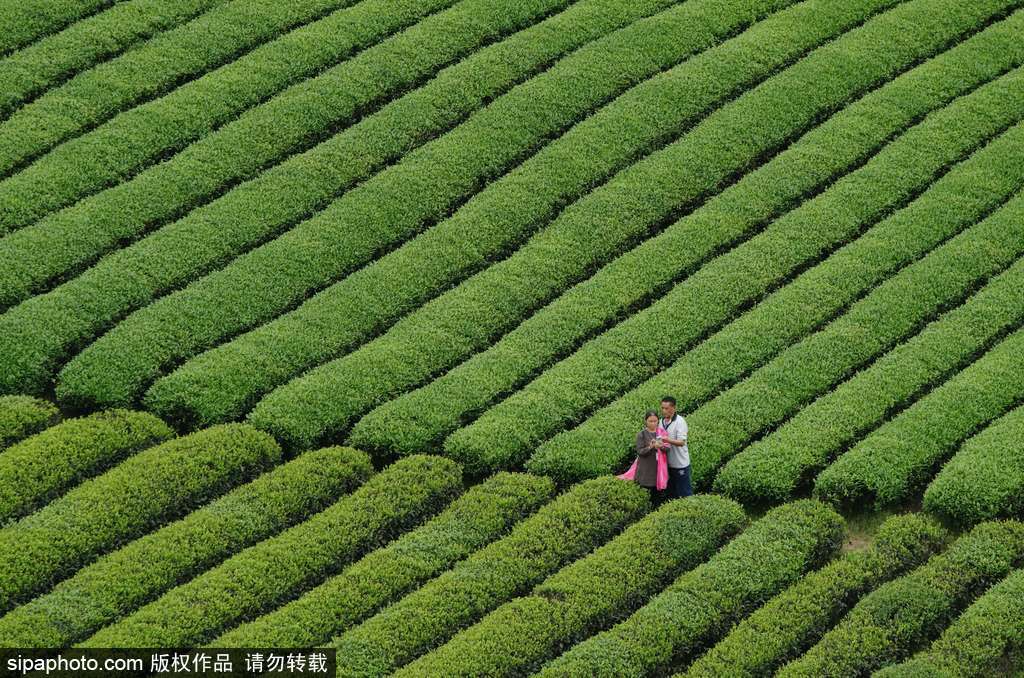 走近貴州遵義茶園 “蒼翠如海”