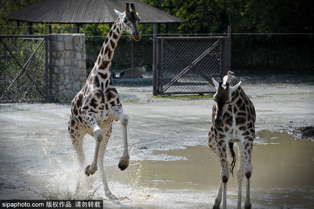 捷克動物園里的長頸鹿 撒歡兒跳水坑呆傻可愛