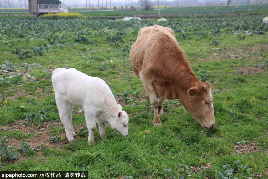 長大后我將成為你 母親節(jié)盤點動物界母子神同步