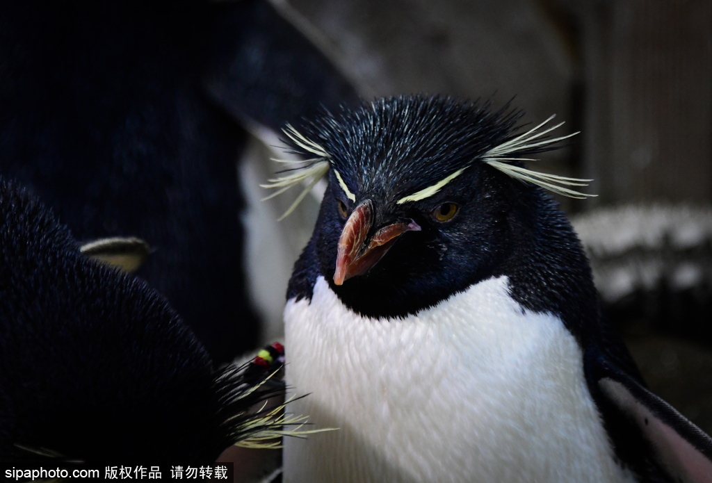 世界最大級別的水族館 日本大阪海游館