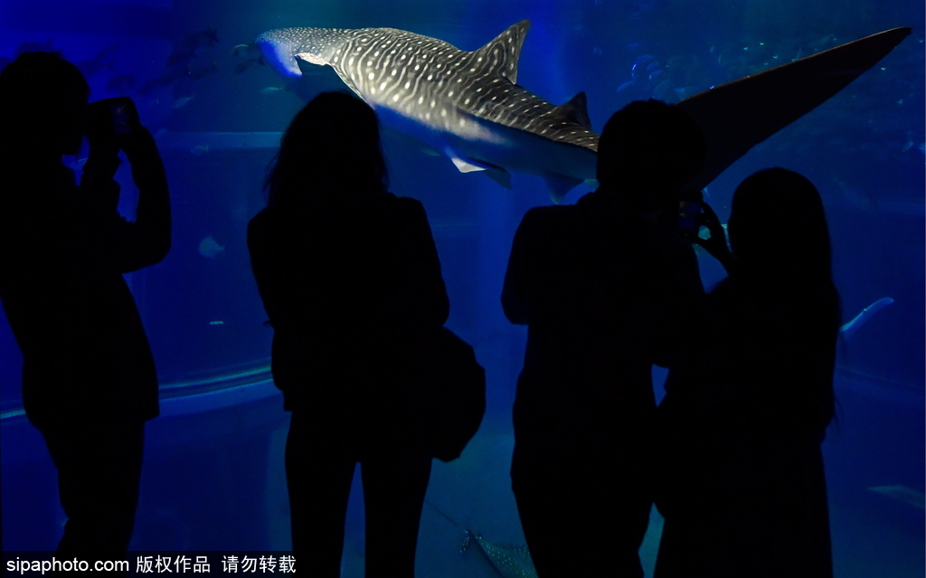 世界最大級別的水族館 日本大阪海游館