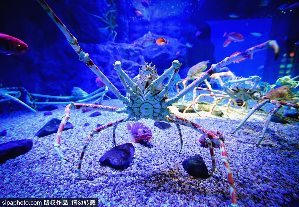 世界最大級別的水族館 日本大阪海游館