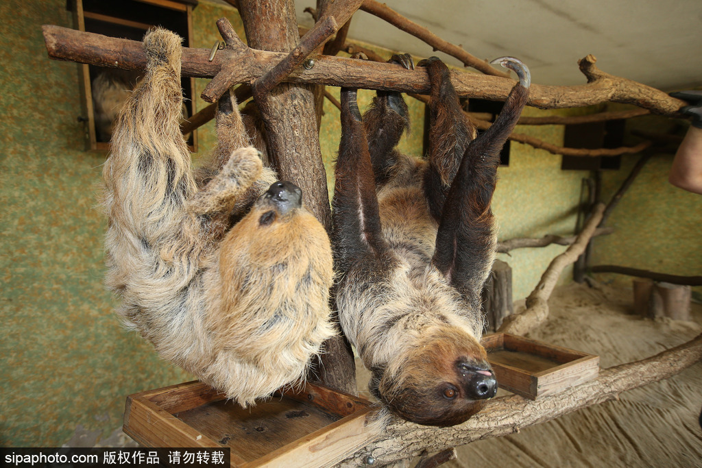 樹懶也有牙病？德國(guó)哈雷動(dòng)物園樹懶接受牙醫(yī)治療