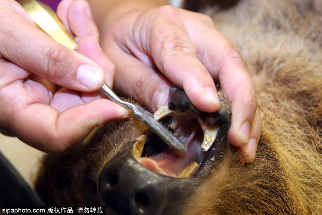 樹(shù)懶也有牙病？德國(guó)哈雷動(dòng)物園樹(shù)懶接受牙醫(yī)治療